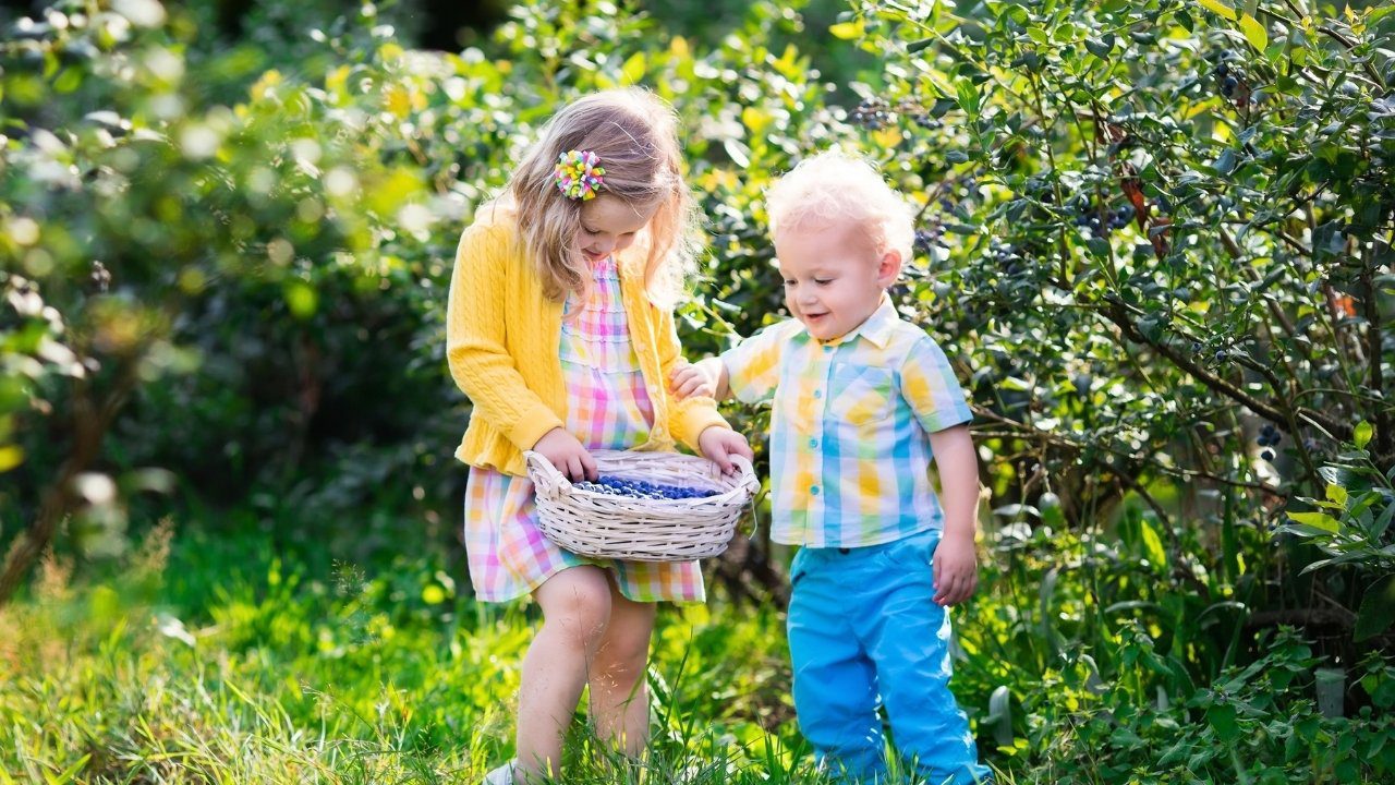 Blueberry Picking Activity – Organised by Carrajung Estate