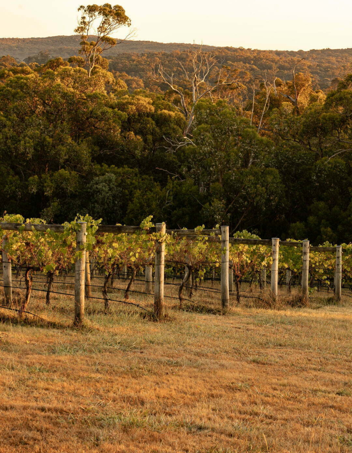 vineyard